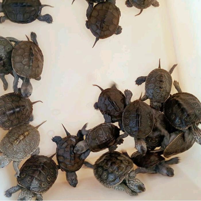 REDAY Terlaris Hiasan kura Dbt Concentrict Size 3-4 cm Promo Murah
