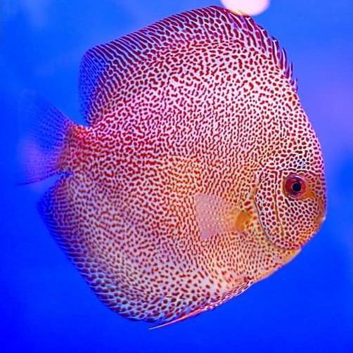 REDAY Terlaris ikan discus pasangan/pair proven Promo Murah