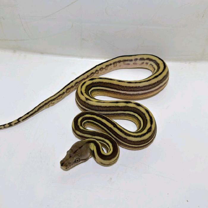 REDAY Terlaris BABY RETIC/SANCA MORP TIGER PHANTOM HET ALBINO Promo Murah