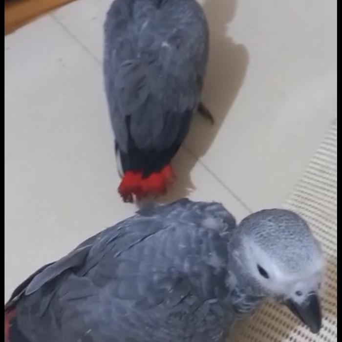Baby african grey parrot / baby afgrey paruh bengkok