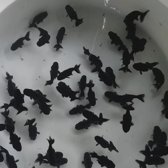 Ranchu Black Solid / Rancu Black Import #Gratisongkir