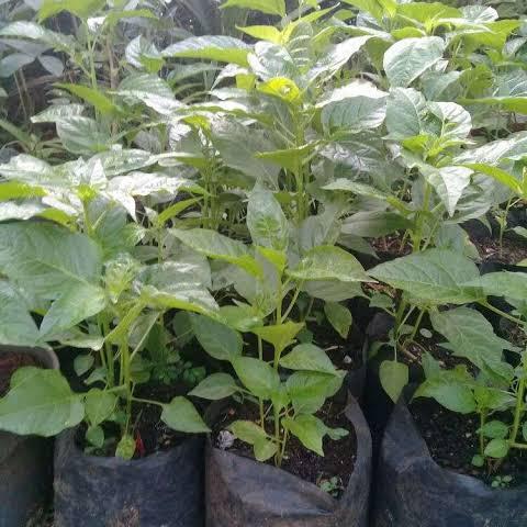 Promo Bibit Pohon Cabe Rawit Seta - Bibit Pohon Cabe