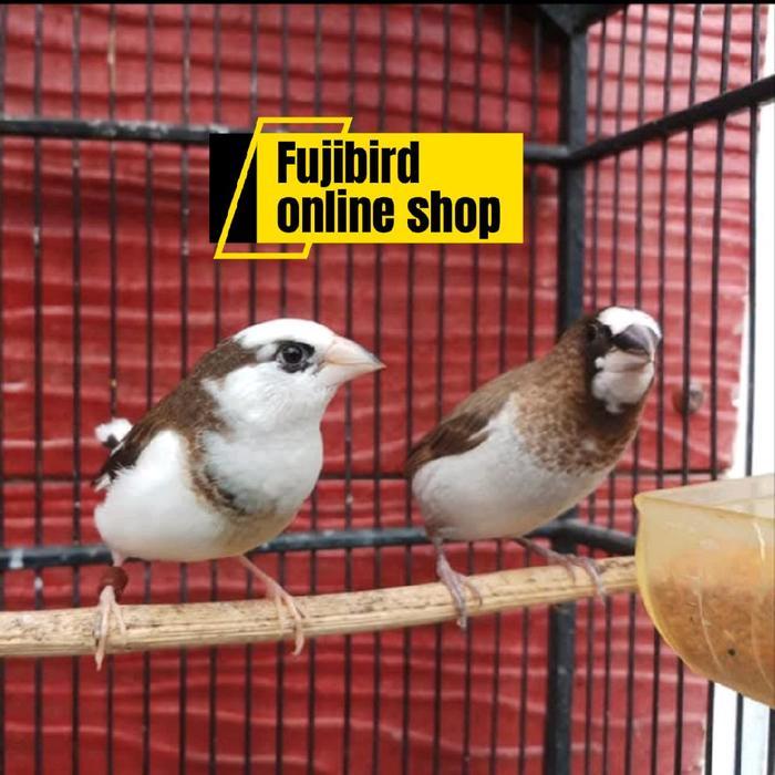 Terlariss BURUNG EMPRIT JEPANG EMJE SEPASANG