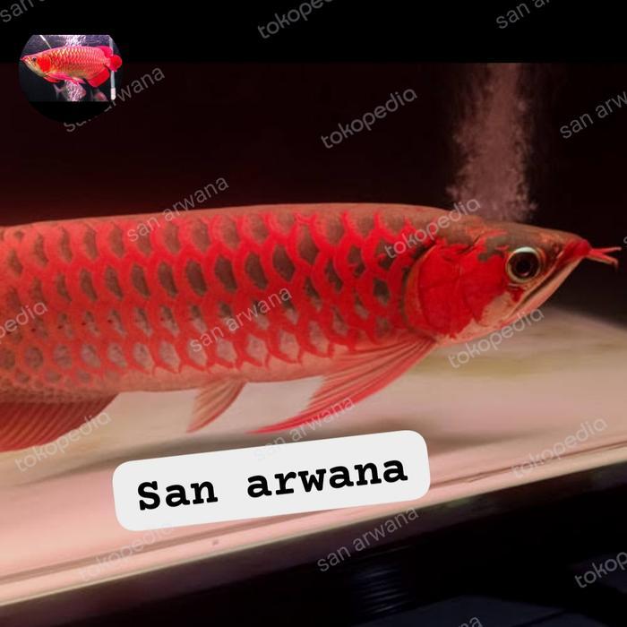 San Arwana Sr Sepauk Ikan Arwana Super Red Sr Chili Grade A Genetik Merah Pekat Anatomy Spesial
