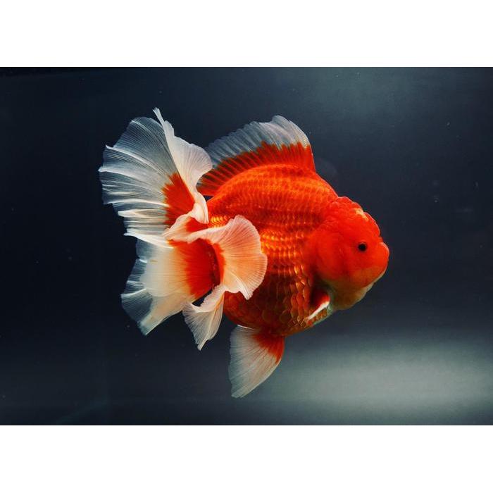Ikan Mas Koki Oranda Red Rosetail Line Import High Quality Ikan Hias Terbaru 