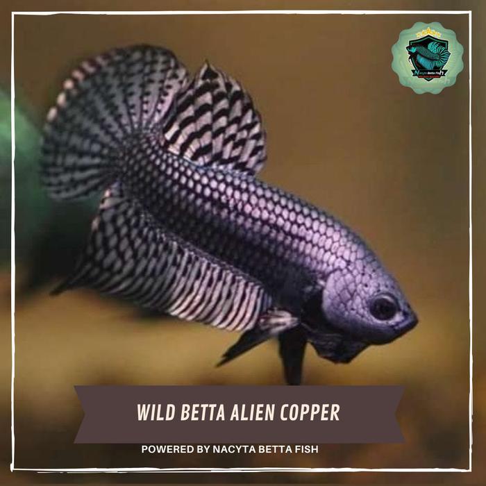 Wild Betta Alien Copperikan Cupang Alienwild Betta Alien Hybrid Terbaru 