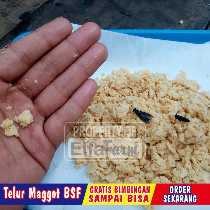 PROMO telur bsf paket 100gram BE5T QUALITY