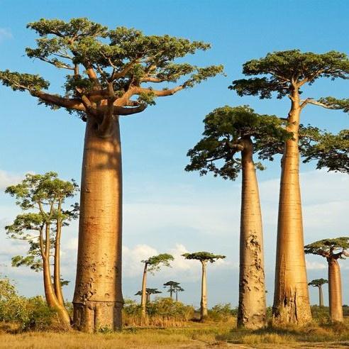 Biji Benih Pohon Baobab Raksasa (Superior Seeds)