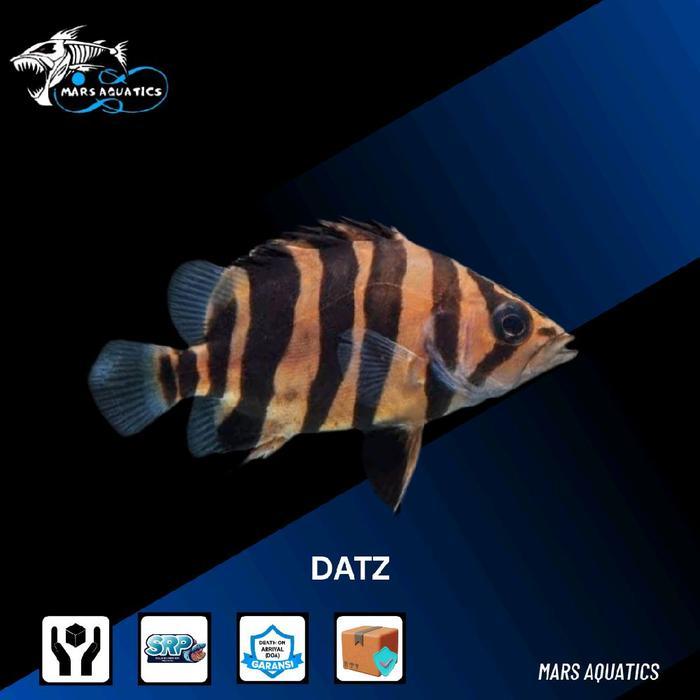 Ikan Hias Ikan Datz Tigerfish Goodmarking Tankmate Ikan Predator
