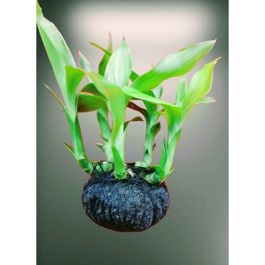 tanaman air aquascape bambu hoki hiasan aquarium