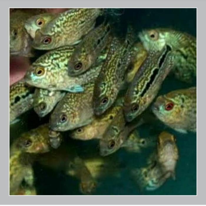 33og- Burayak Louhan Cencu The Potlot Series (Promo Beli 2 Gratis 1)