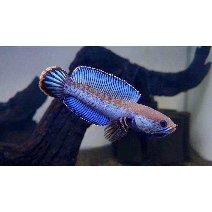 Terlaris cana andrao berkualitas ukuran 5-10 cm