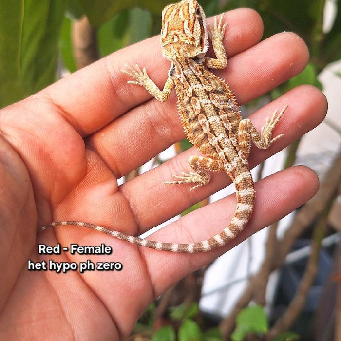 REDAY Terlaris Bearded Dragon het hypo ph zero CB Radar Reptile Promo Murah