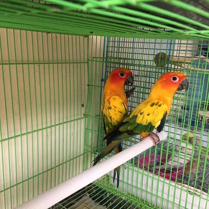Burung Sunconure Sepasang Breeding