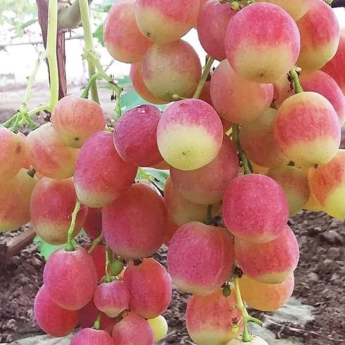 Bibit Anggur Basanti Grafting Rootstock Import Valid