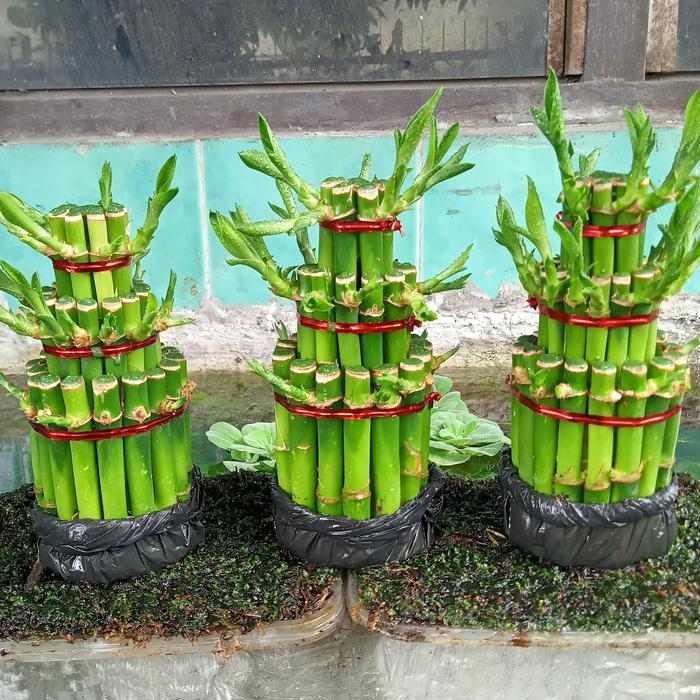 Bambu Hoki, Dekorasi, Hiasan Meja, Bisa Di Air Terlaris
