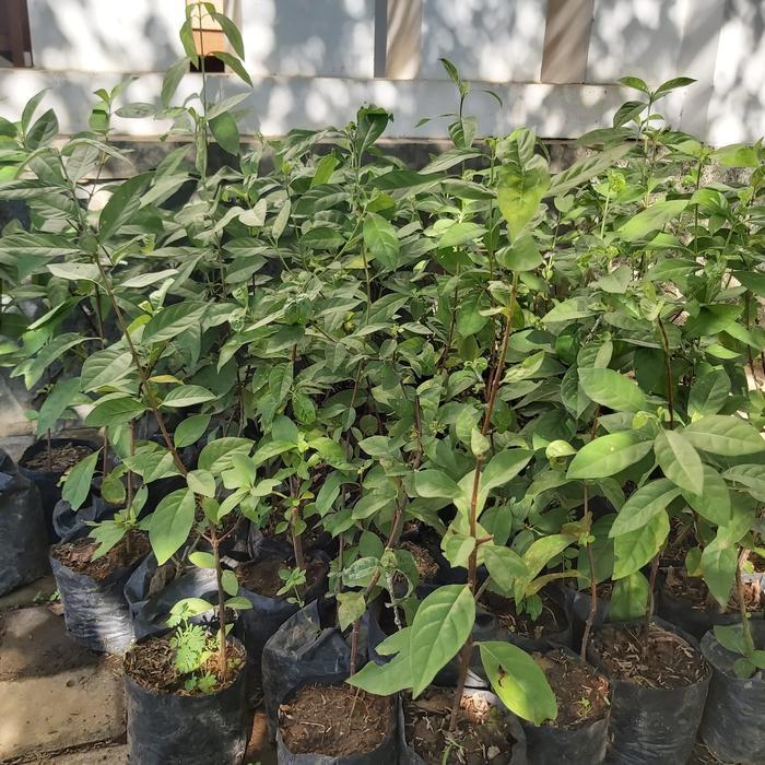 READY Bibit Tanaman Buah Blueberry Jumpfruit Cangkok Premium