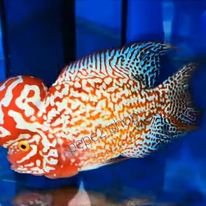 Louhan King Kamfa F2 Golden Monkey Terbaru 