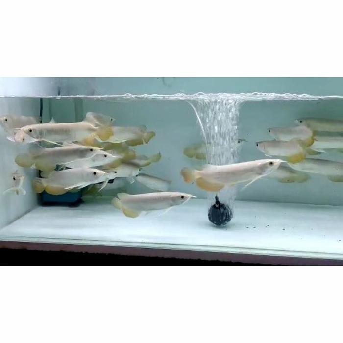Ikan Arwana Arowana Golden Red Rtg Terbaru 