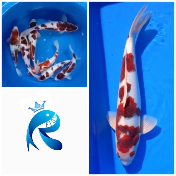 Ikan Koi Goromo Size 15Cm Terbaru 