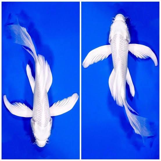 Koi Blitar - Ikan Koi Platinum Slayer Size 18-20Cm Terbaru 