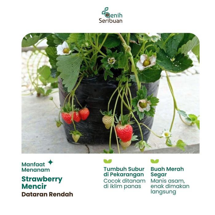 10 Benih Buah Strawberry Mencir Dataran Rendah Unggul - Benih Seribuan