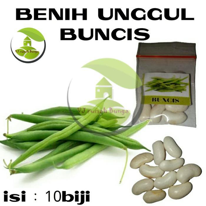 bibit buncis/benih buncis/benih bibit tanaman buncis