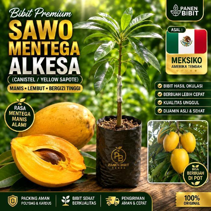 READY Panen Bibit Sawo Mentega Alkesa Canistel Yellow Sapote Manis Lembut Bergizi Tinggi Asal