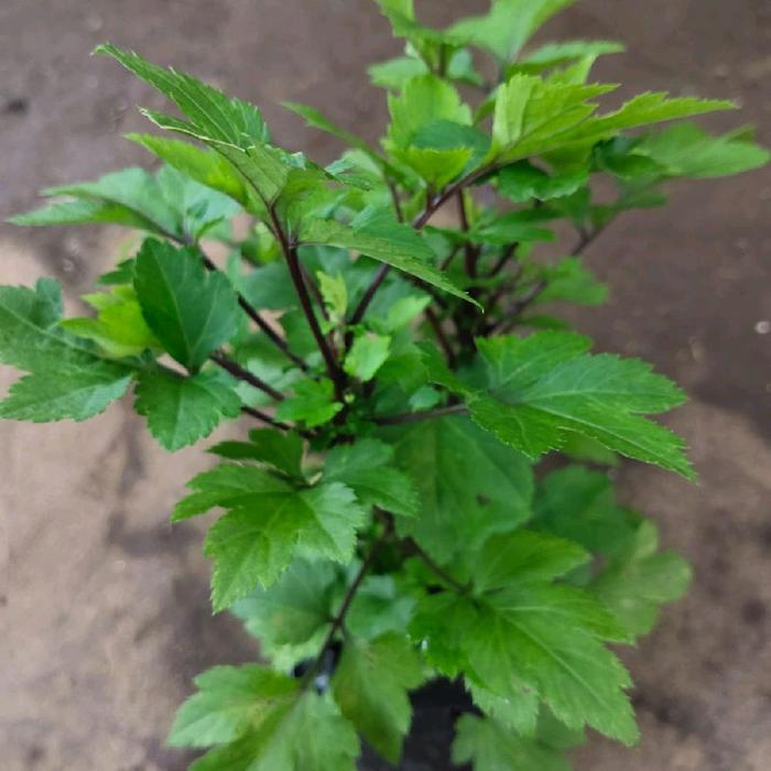 READY BiBIt tanaman Purwoceng daun herbal