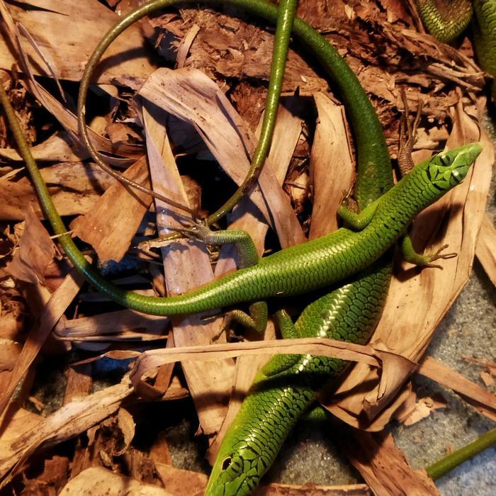 REDAY Terlaris emerald tree skink kadal hijau bukan cric skink Promo Murah
