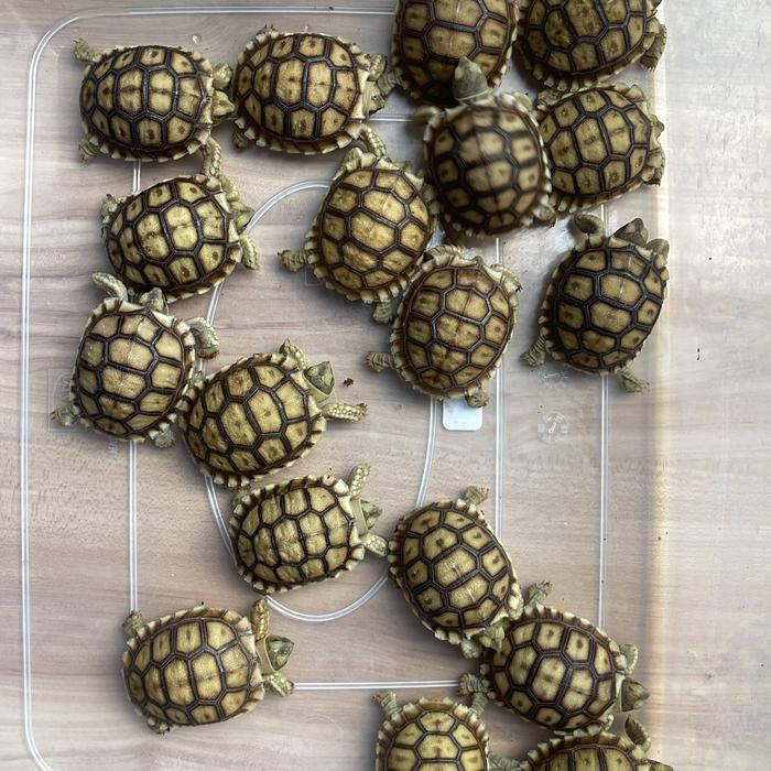 REDAY Terlaris Baby Sulcata CB Indo Sehat Grade A Promo Murah
