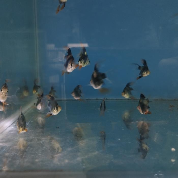 TERLARIS Sumatra balon slayer/ green Sumatra balon slayer/Sumatra barb longfin shortbody