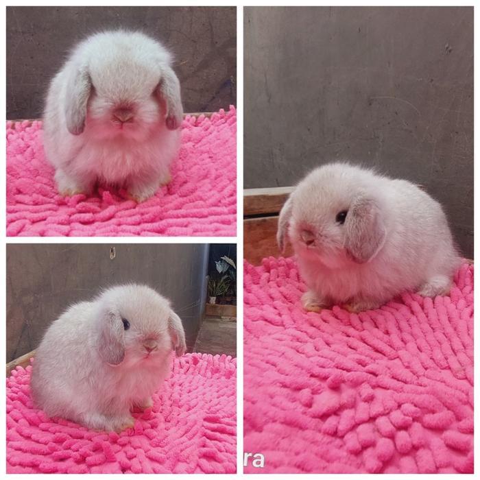 kelinci holland lop frosty blue eyes junior KHUSUS WILAYAH DKI JKT
