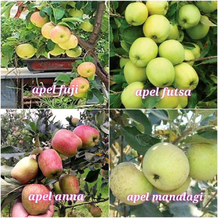 READY Bibit tanaman buah APEL macam macam jenis