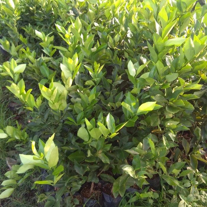 "New" Bibit Jeruk California Bibit Jeruk Nipis California Original Flora