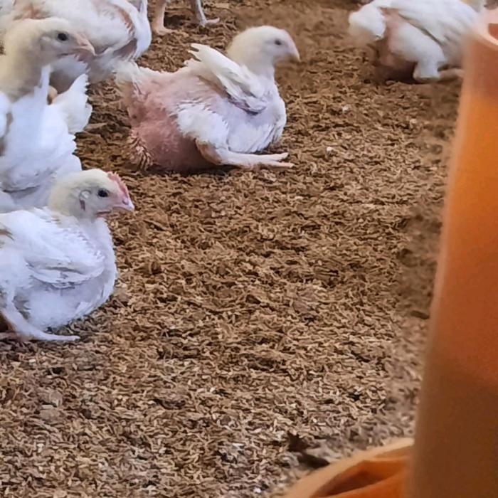 TERLARIS Vitamin Ayam AGP SAKTI - Obat Ayam AGP SAKTI - Vitamin Penambah Nafsu Makan