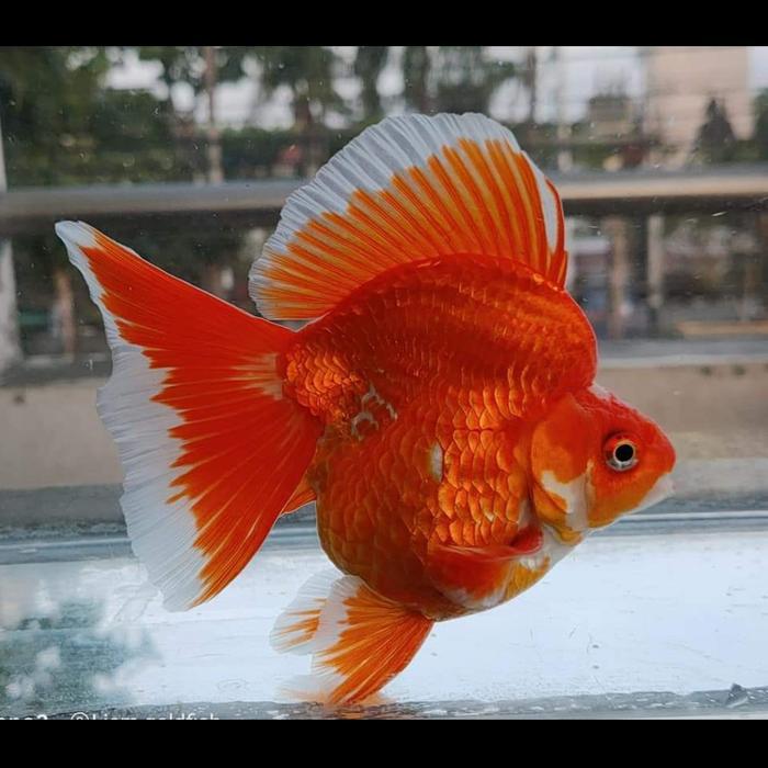 Ryukin Red White Punuk Unta Ikan Mas Koki Ryukin Fancy Terbaru 
