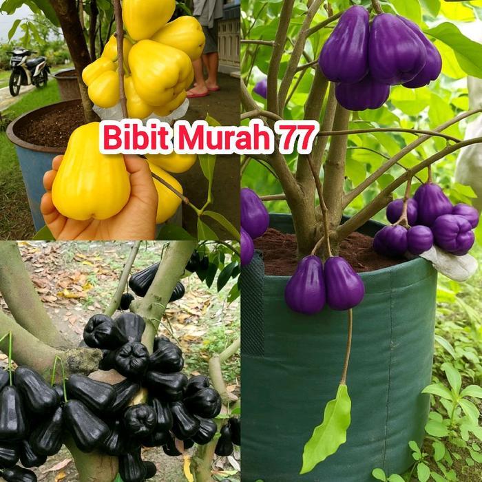Paket 3 Bibit Jambu Air Import ( Jambu Air Hitam Ack Guava, Jambu Air Citra Ungu, Jambu Air Madu