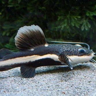 READYY Ikan RTC Red Tail Catfish Tankmate Arna, oscar