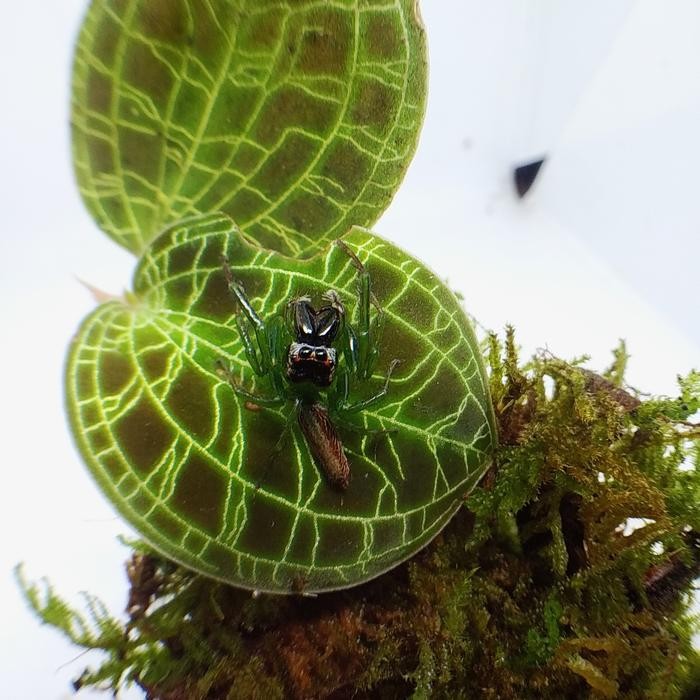 (Best) green jumping spider