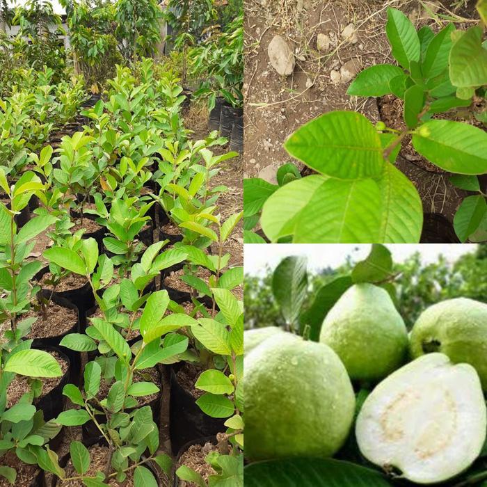 Bibit Jambu Kristal TANPA BIJI