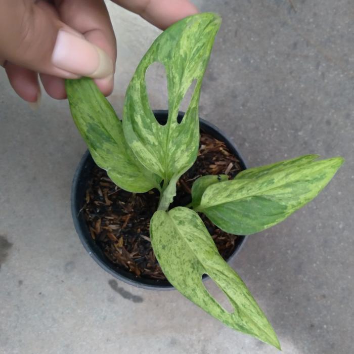 Monstera Adansonii Variegata Mint Janda Bolong Variegata Mint