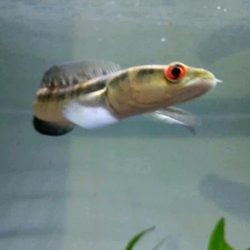 hiasan aquarium channa maru borneo