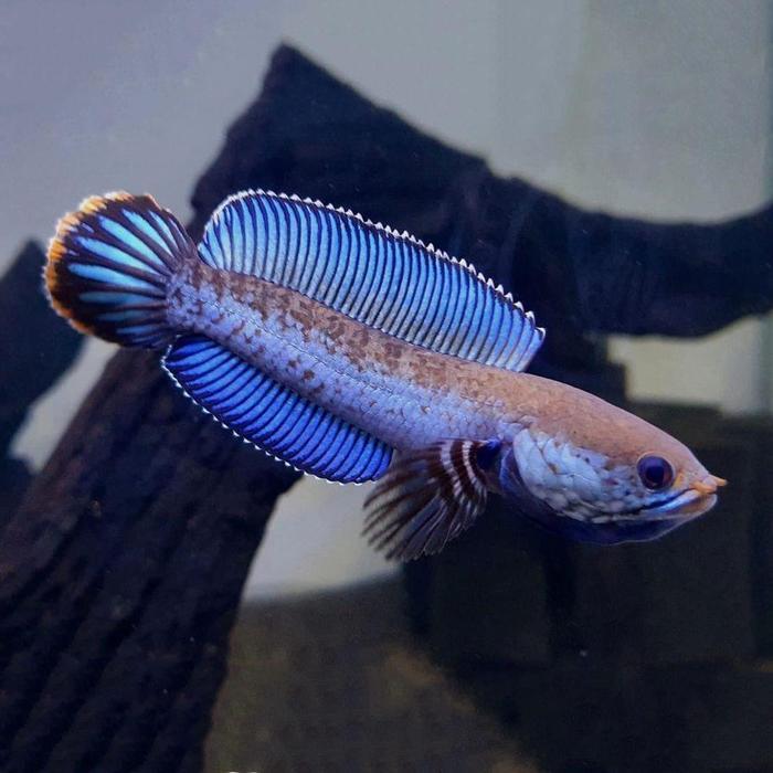 REDAY Terlaris Channa Andrao / Dwarf Snakehead Promo Murah