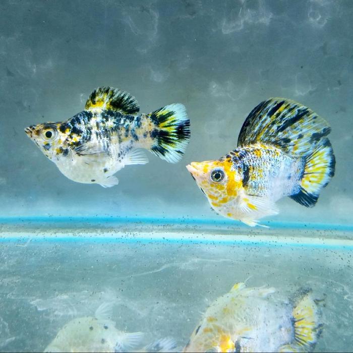 REDAY Terlaris IKAN MOLLY MULTI COLOR SAILFIN ROUNDTAIL JUMBO SEPASANG Promo Murah