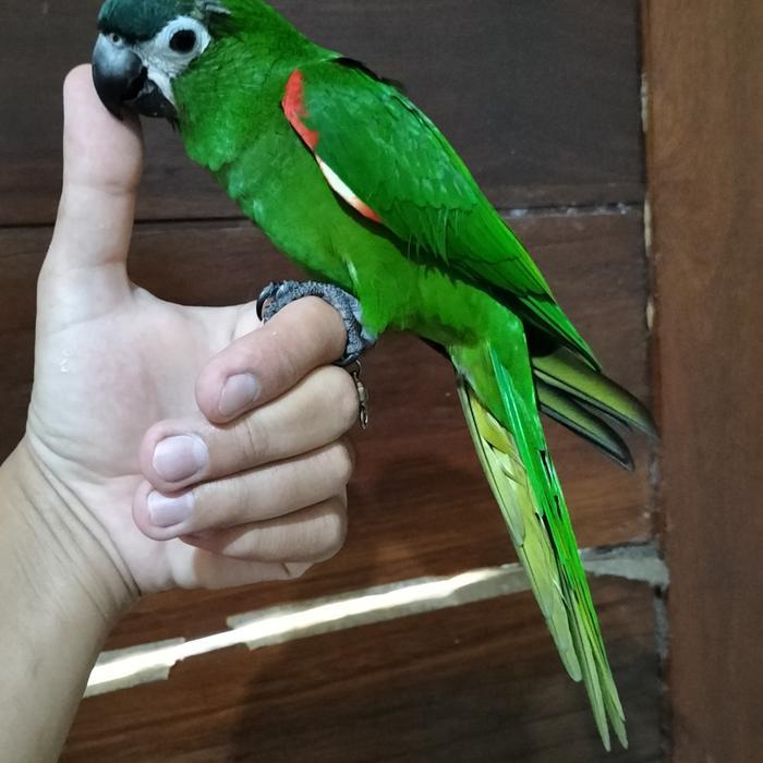 Burung Hans Macaw Jinak
