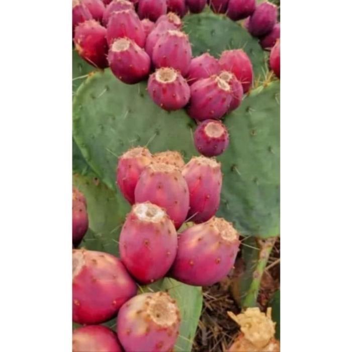 READY BIBIT KAKTUS BARSUMY BUAH ( OPUNTIA FICUS INDICA )