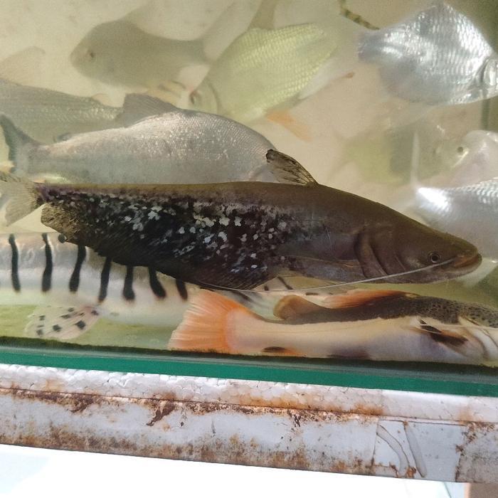 Ikan Hias Jumbo Tapah Wallago Leeri Catfish Tankmate Predator Terbaru 