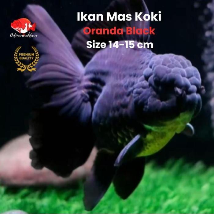 Mas Koki Oranda Black Long Tail Size 14-15 Cm Terbaru 