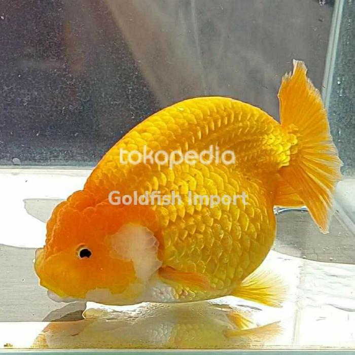 Ikan Mas Koki Ranchu Buffalo Rancu Rw Rancu Buffalo Terbaru 